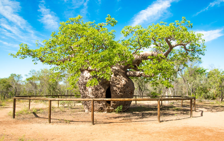 backpacker tours darwin